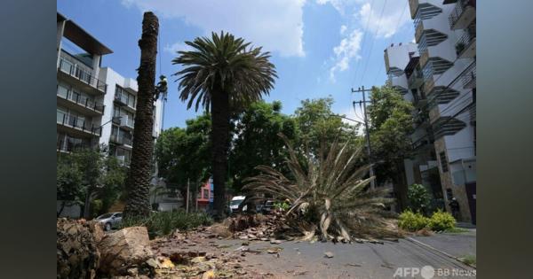 メキシコ市の象徴「ヤシの木」撤去 気候変動と食害で