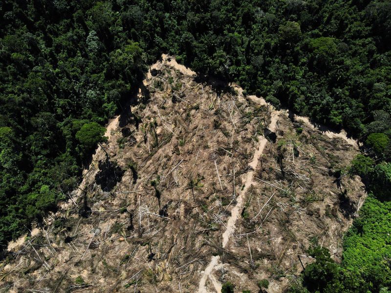 ブラジル、アマゾン森林伐採が大幅減少　ルラ政権は成果強調