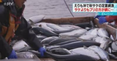 サケよりもブリが本格的な秋サケ漁が始まる　海水温高く今後に期待　北海道・えりも沖