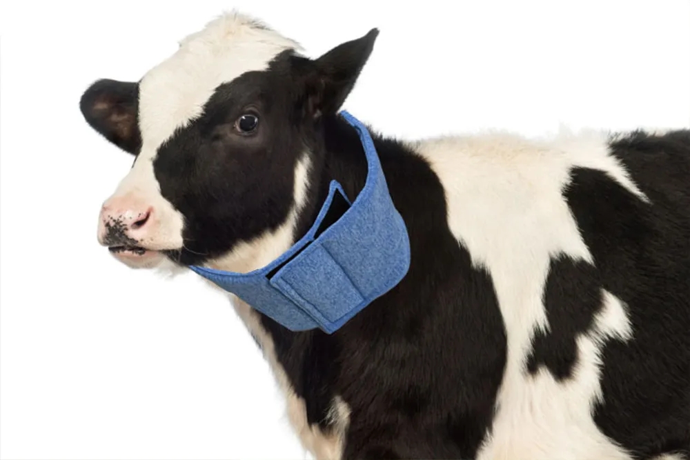 乳牛向けネッククーラー、アニマルウェルフェアで持続可能な畜産