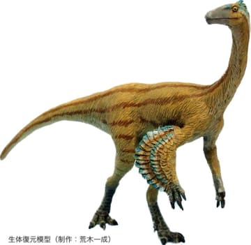 新恐竜はティラノサウルスもどき　98年から発掘の化石、福井