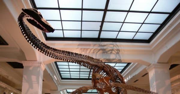 国立科学博物館が困った「後継者がいない」　化石のレプリカ作り続けて５０年、研究者らが惚れ込むレジェンド職人ついに引退
