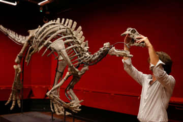 恐竜の骨格、競売へ　10月にパリ、保存良好