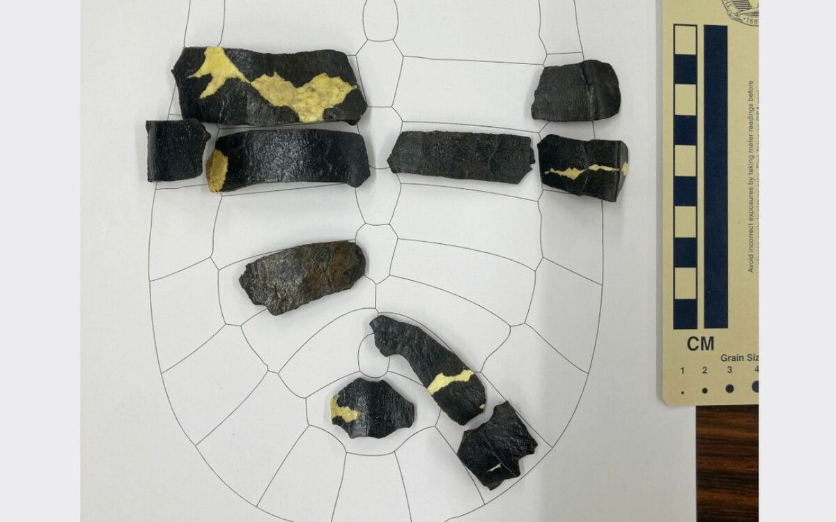 勝浦で発見の化石　スッポン仲間で世界最古と確認