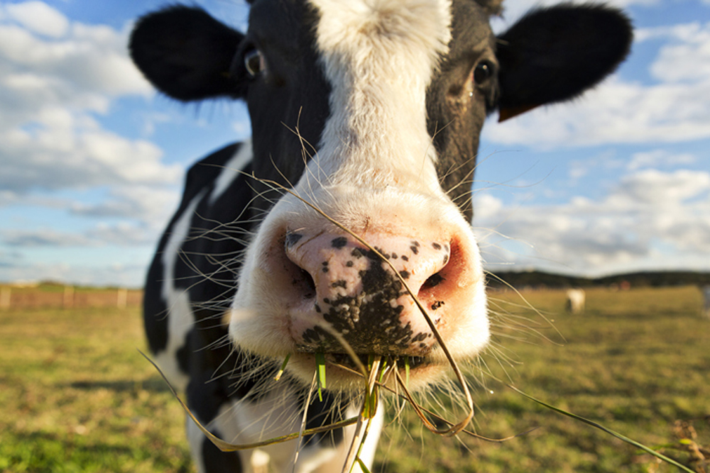 CO2を大幅削減　牛のゲップの9割減らすオーガニックな餌とは