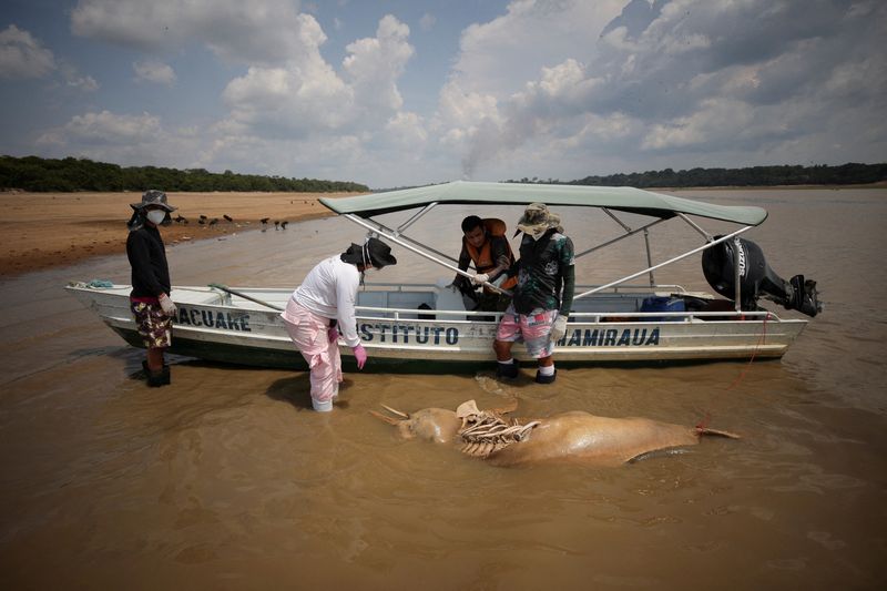 アマゾン川でイルカが大量死、干ばつと高温が原因との見方
