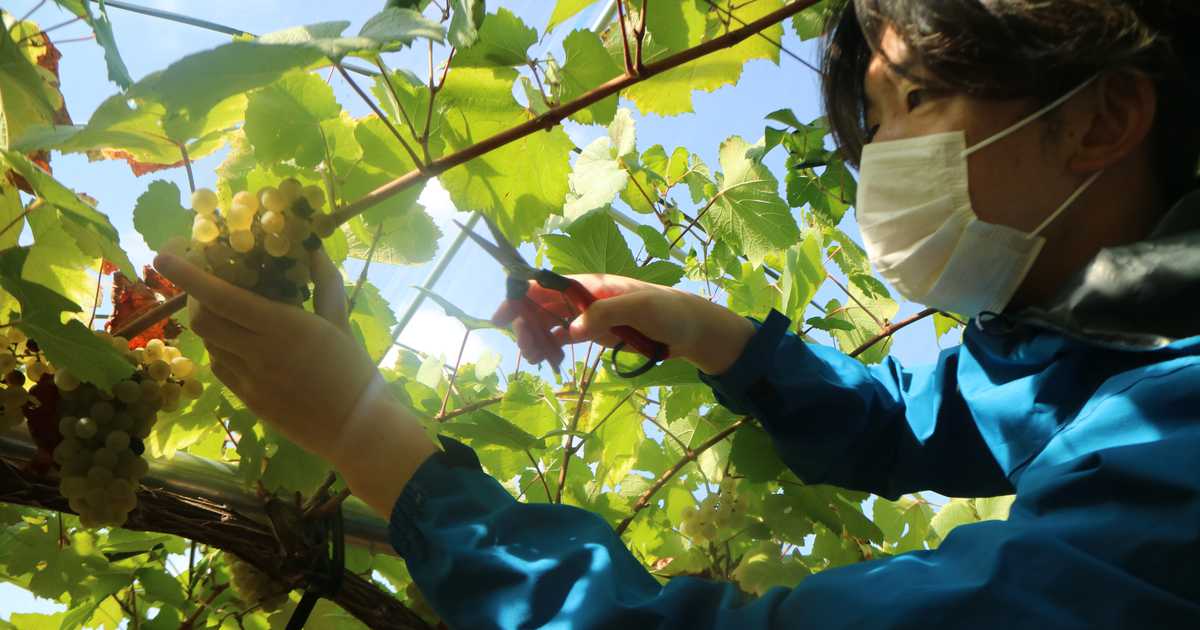 耕作放棄地実験補でワイン用ブドウ収穫　初年度の３倍強の収穫に　山形県南陽市