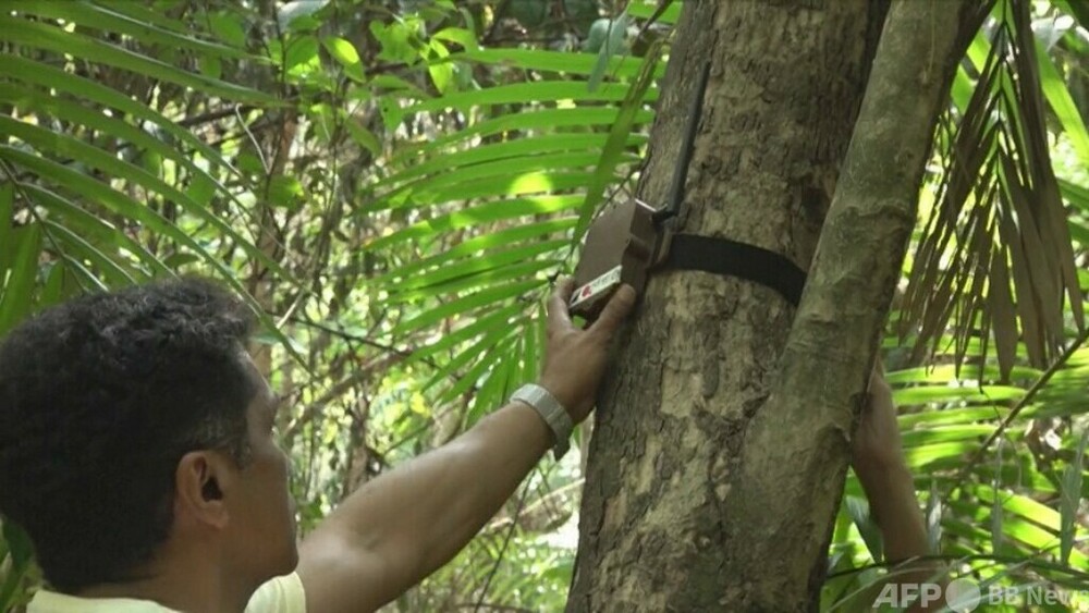 字幕：チェーンソーの音探知、アマゾンを伐採から守るAI ブラジル