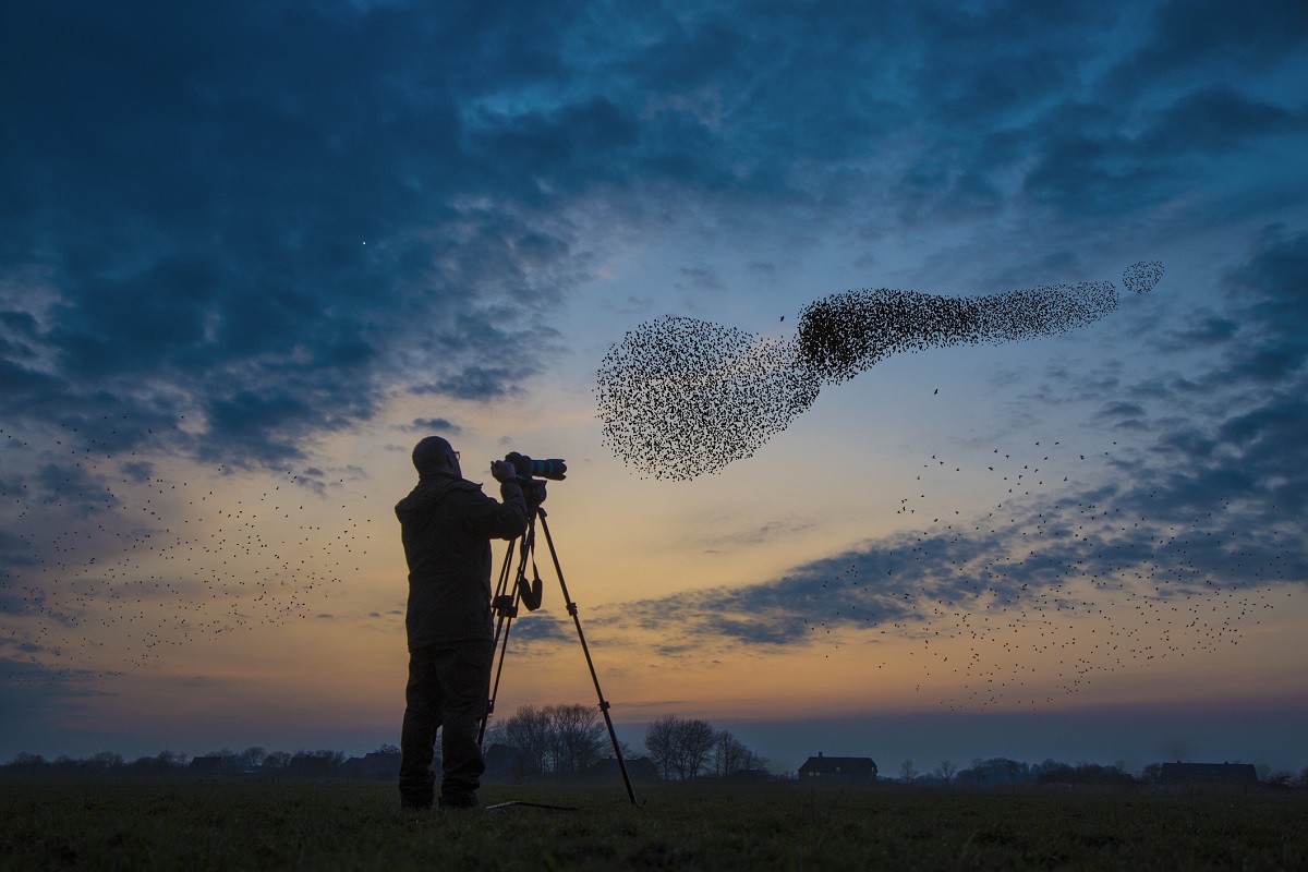鳥の季節移動に「宇宙天気」が混乱をもたらす恐れ 人工照明も一因に