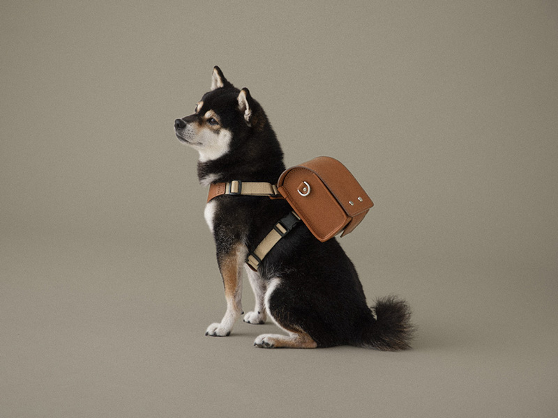土屋鞄製造所が犬用のランドセルを発売、特徴は？