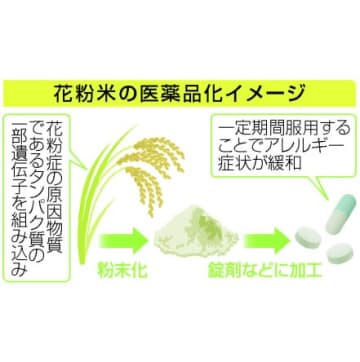 「花粉症米」実用化を促進、政府　医薬品に活用、アレルギー緩和