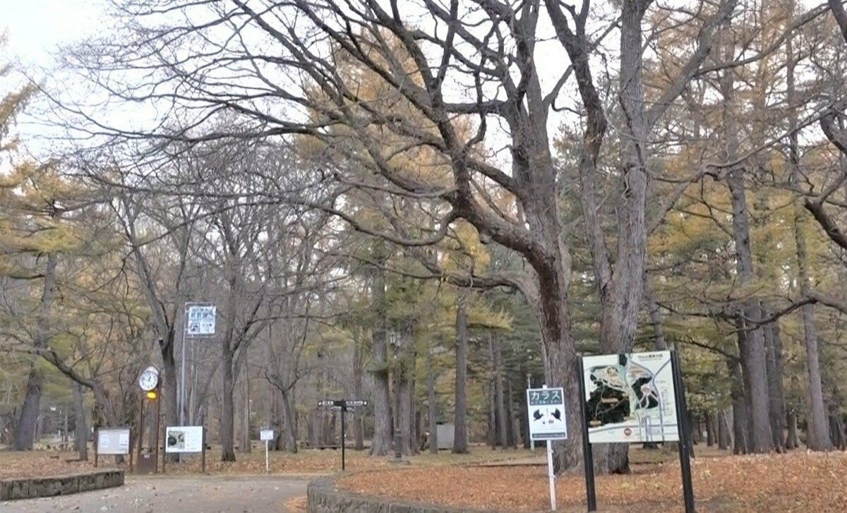 北海道でゴキブリが「木にびっしり」なぜ札幌の高級住宅街の隣が“聖域”となったのか