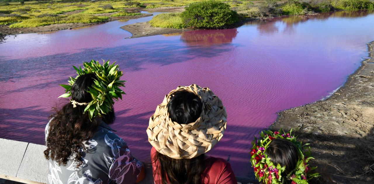 ハワイ、鮮やかなピンク色に変色した池に観光客が殺到
