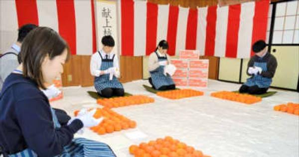 皇室に献上　会津身不知（みしらず）柿を箱詰め　福島県会津若松市