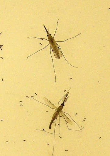 マラリア感染、洪水で増加　WHO気候変動の影響指摘