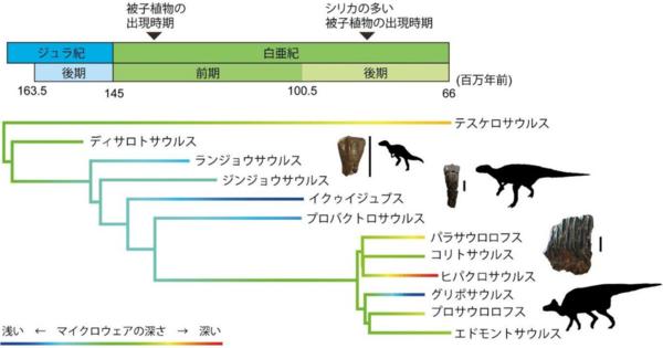 草食恐竜は白亜紀後期に被子植物の摂取量が増加 - 東大が歯の化石から解明