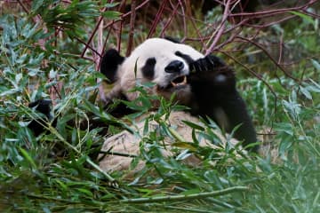 英国のパンダ2頭、中国返還　「友好の使者」滞在12年