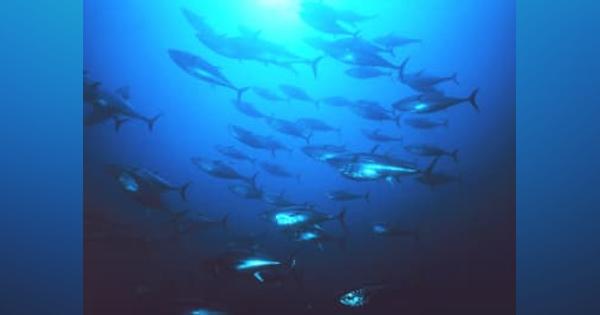 太平洋クロマグロ、大型魚枠増加　24年、振り替え拡大