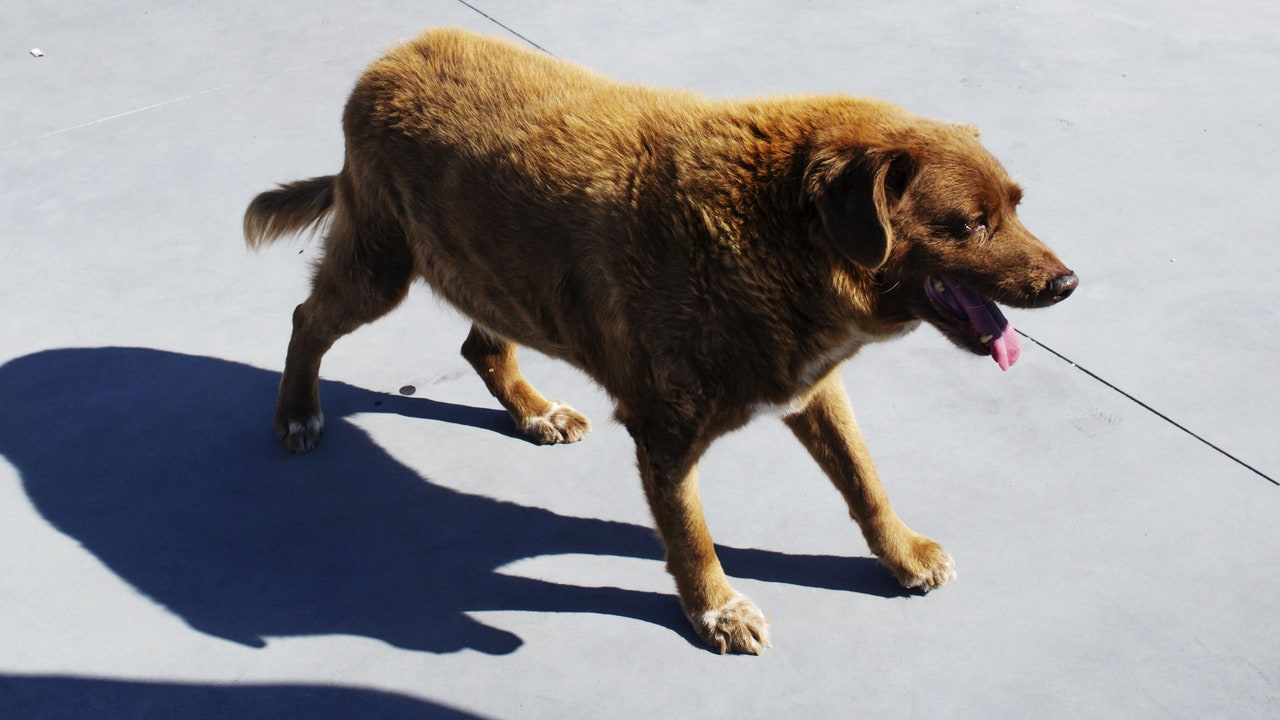 “世界最高齢の犬”、ギネス認定「ボビ」の謎を解明する試み