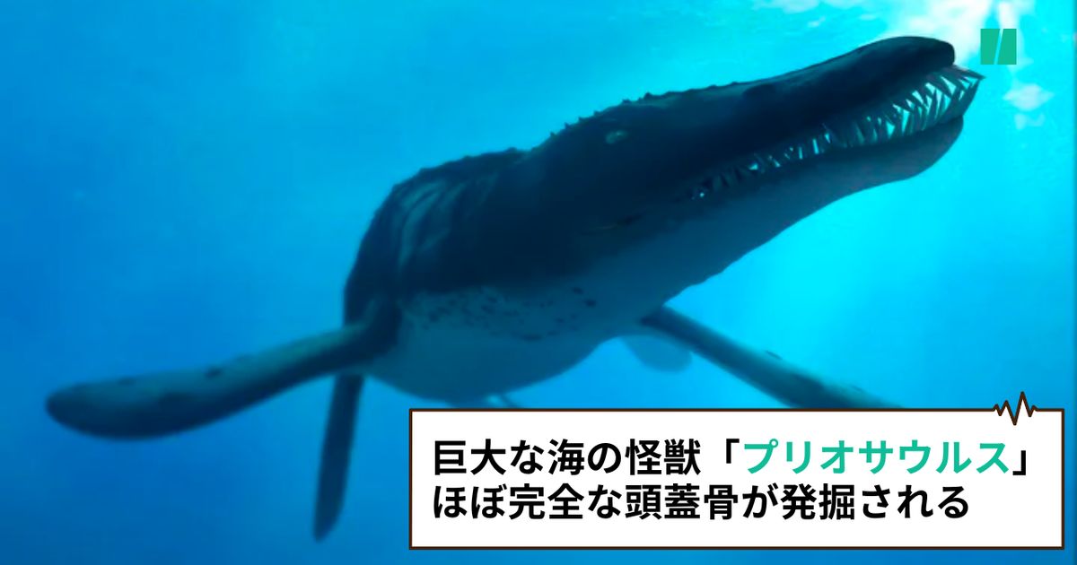 巨大な海の怪獣「プリオサウルス」ほぼ完全な頭蓋骨が英で発掘される