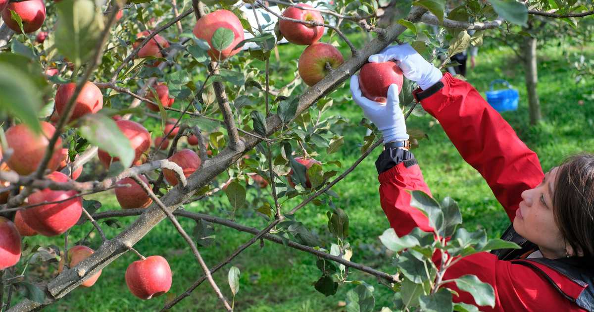 労働力確保と収益拡大に新たな一手　日本一のリンゴ産地・弘前の試み