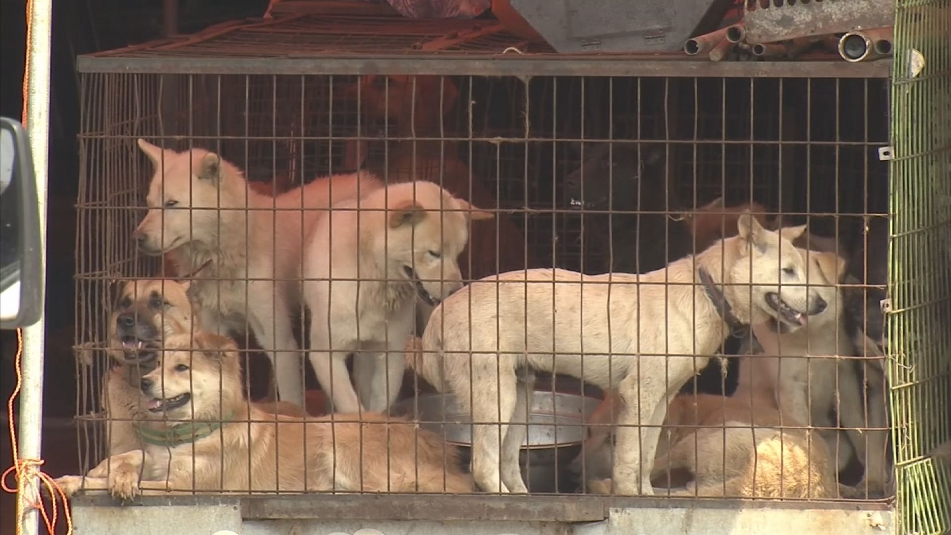 韓国国会で食用犬の飼育禁じる特別法案が可決