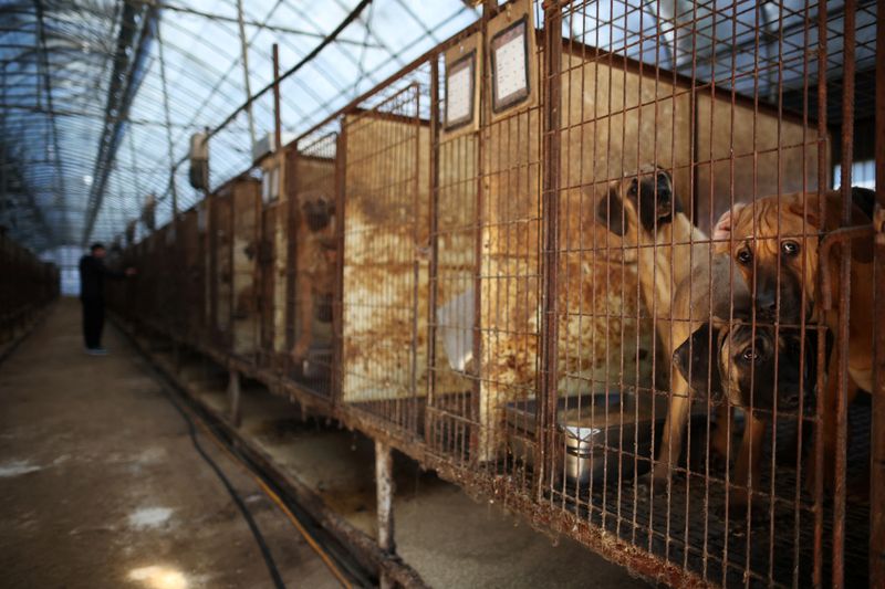 韓国、犬食禁止法案を可決　動物愛護で支持広がる