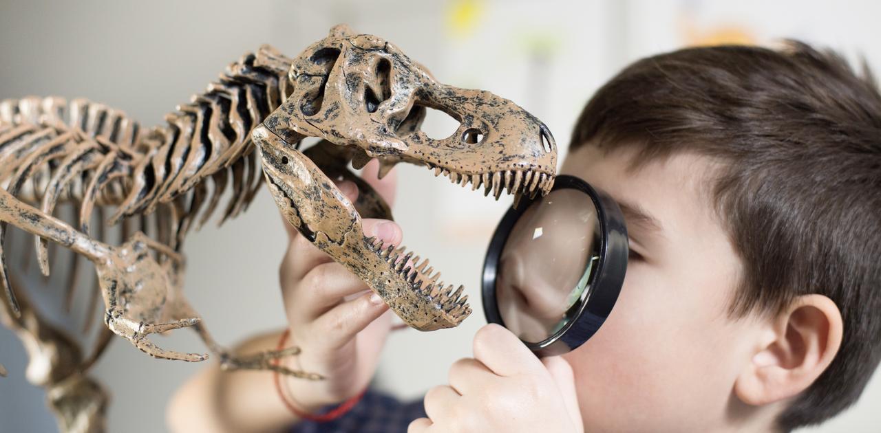 鍵はホルモン分析。恐竜の化石から性別を判別する研究