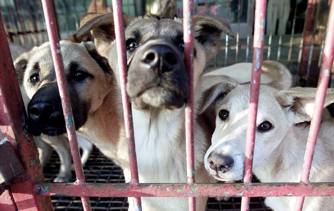 韓国国会「犬食禁止法」を可決成立　それでも犬たちの悲劇は続く？