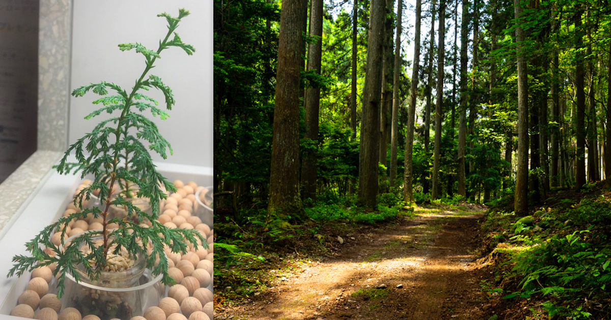 資生堂が住友林業、愛媛県新居浜市と三者協定を締結　「バウム」の植樹活動第2弾は「ひのきの森」を育てる