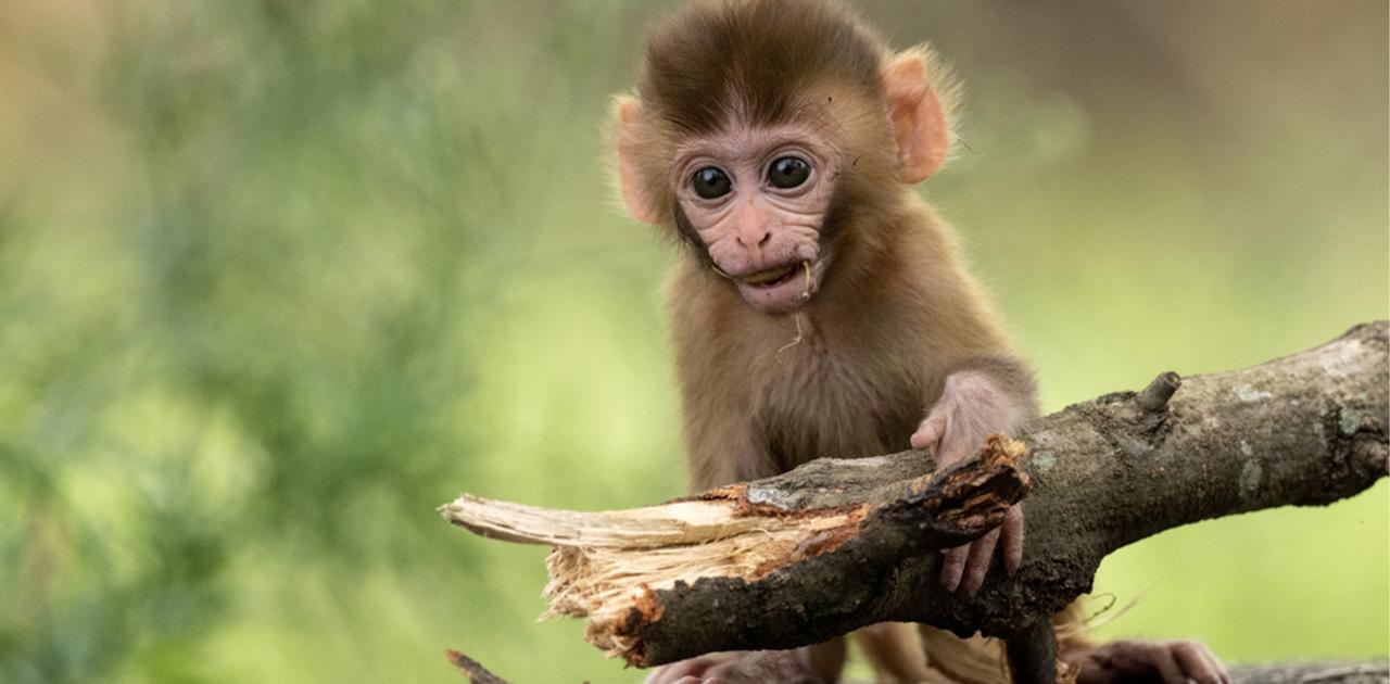 コロナで観光客からの餌がなくなったタイの猿、道具を使い始める