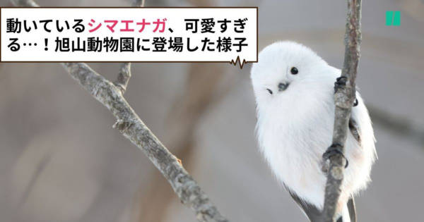 動いているシマエナガ、可愛すぎる！旭山動物園に白いモフモフ姿で登場。「これは保存版」「鳴き声もかわいい」など反響 (ハフポスト日本版)