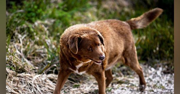 「世界最高齢犬」のギネス認定、疑惑浮上で停止。“次点”にいた犬の飼い主の胸中