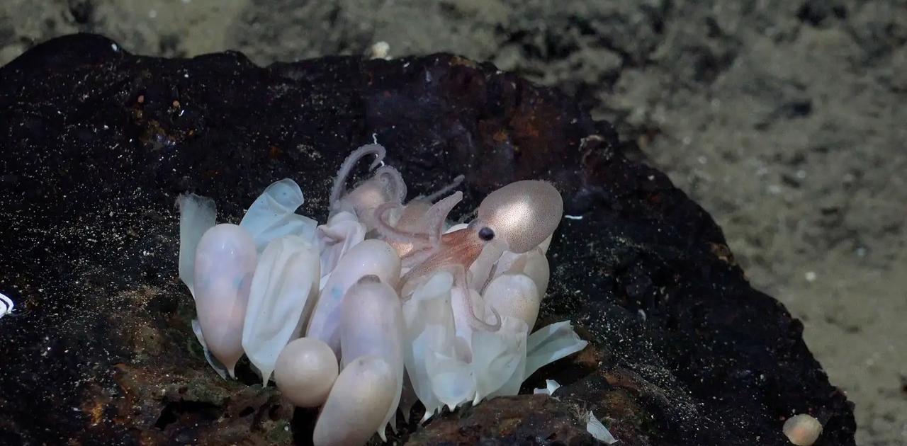 新種の深海タコの赤ちゃん、とてもかわいい