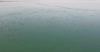 中国新疆ウイグル自治区ヤルカンド県、159種の渡り鳥の越冬地に