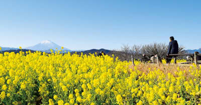 二宮町 吾妻山に黄色の便り 菜の花６万株が見頃　大磯町・二宮町・中井町