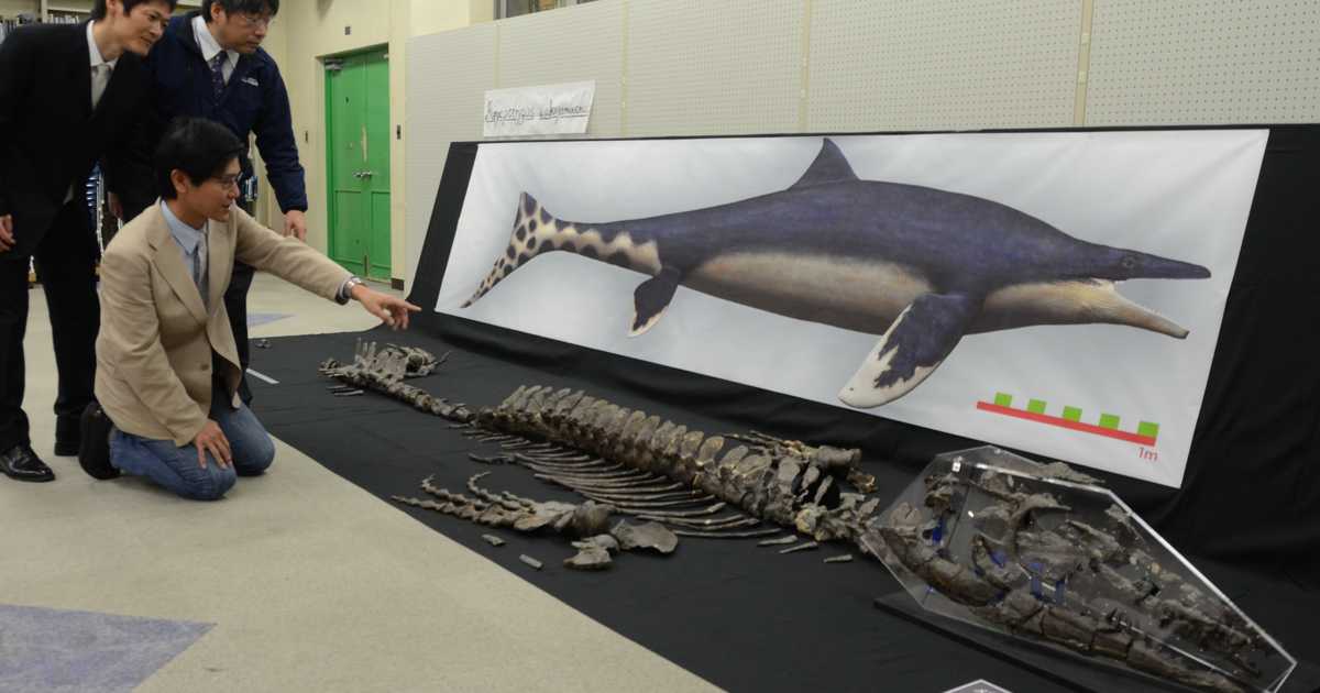 偶然だった「海の王者」モササウルスの新種発見　化石の価値磨いた研究者３人の情熱