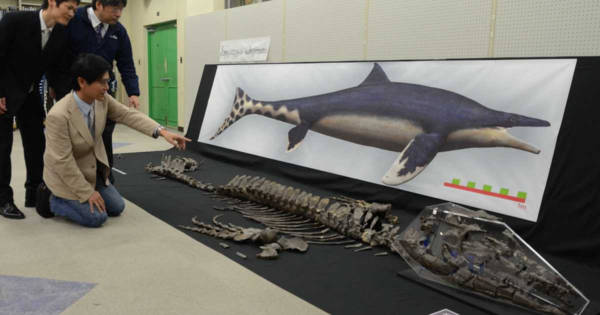 偶然だった「海の王者」モササウルスの新種発見 化石の価値磨いた研究