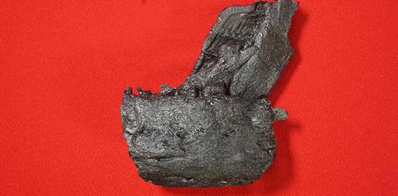 日本初の快挙。ティラノサウルスの下あご化石が熊本で発掘
