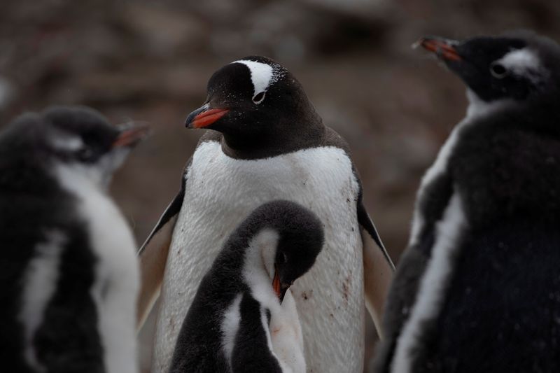 南極大陸本土で鳥インフル感染初確認、ペンギンに感染リスク