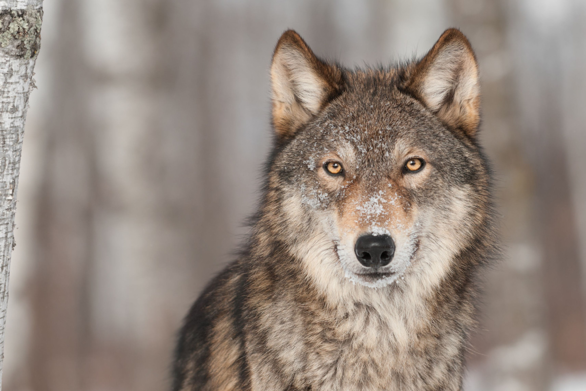 欧州でオオカミ増加、懸念高まる　保護基準見直しも
