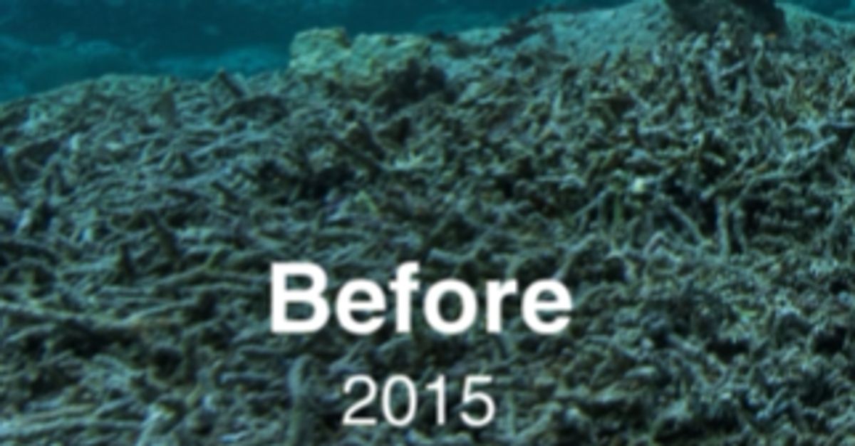 廃れたサンゴ礁が、息を呑む美しさに蘇る。ユネスコのビフォーアフター動画が問いかけるもの