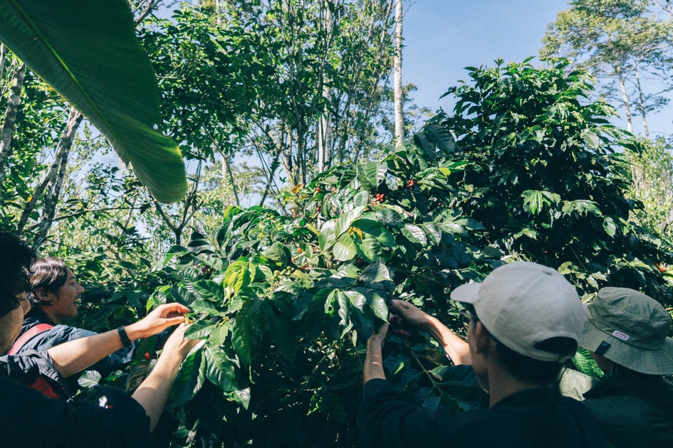 【バリ島でコーヒー収穫体験】農園に宿泊してコーヒーづくりに浸る、バリ島コーヒー農園ツアーをLIGHT UP COFFEEが2024年4月より開催！
