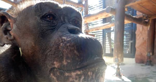 野毛山動物園のチンパンジー「ピーコ」、老衰で死ぬ　SNSでは惜別のメッセージ途切れず