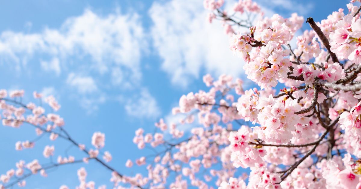 桜の開花や見頃はいつ？東京の人気花見スポットの開花状況2024