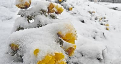 雪に負けないフクジュソウ　春分の日、青森県内冷え込む