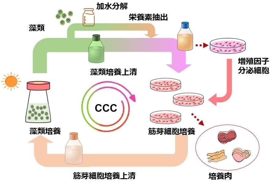カルネット コンソーシアム、「日本初の培養肉製造ライン」の整備方針について検討、東京女子医大 清水教授も交えて細胞農業の基礎研究から事業化までの取り組みを議論