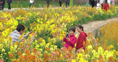 菜の花が満開、活況呈す「花見経済」　中国四川省成都市