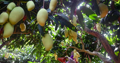 中国海南省でマンゴー成熟、収穫大忙し