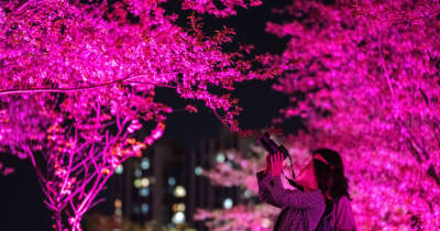 幻想的な夜桜を堪能　中国湖南省